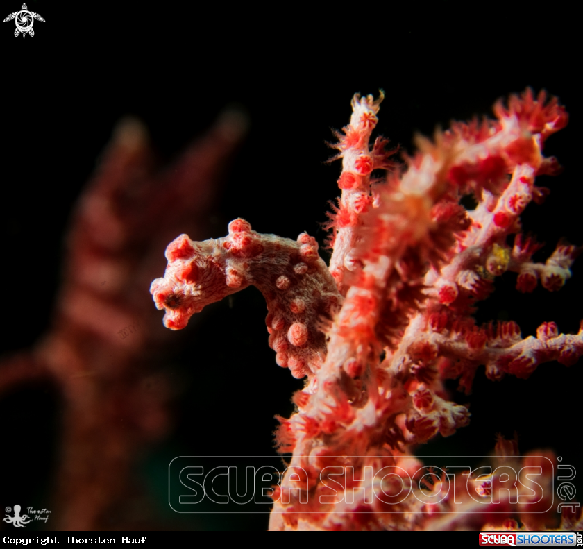 A Bargibant´s seahorse