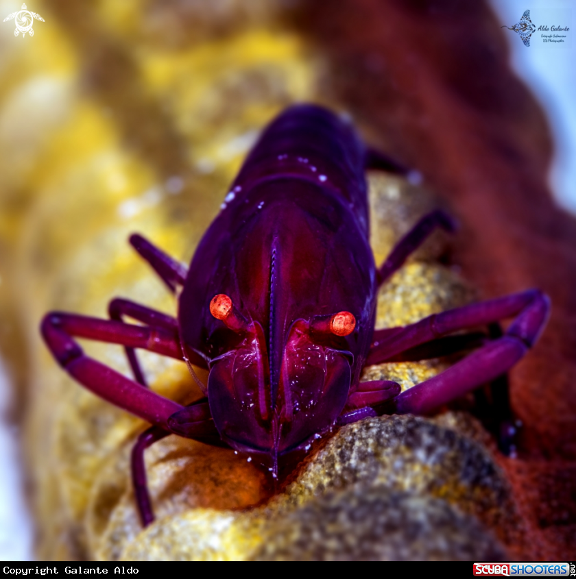 A Emperor Shrimp