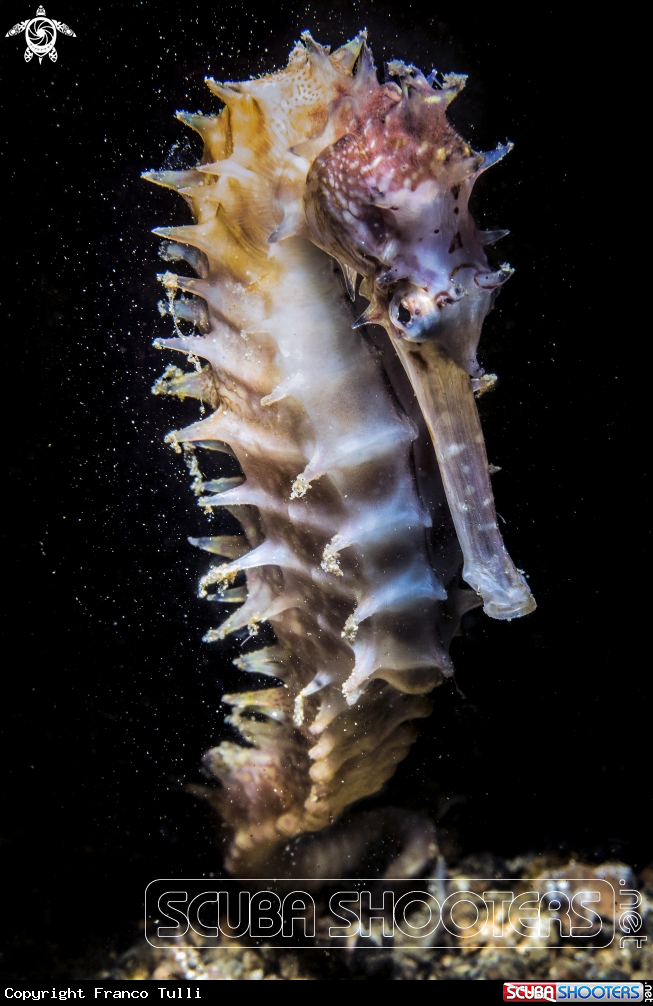 A Spiny seahorse