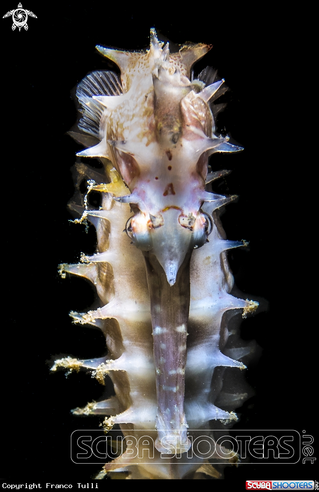 A Spiny seahorse