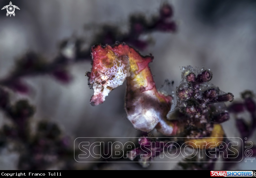 A Pontoh's pygmy seahorse