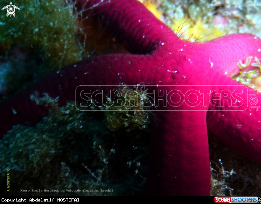 A underwater creature