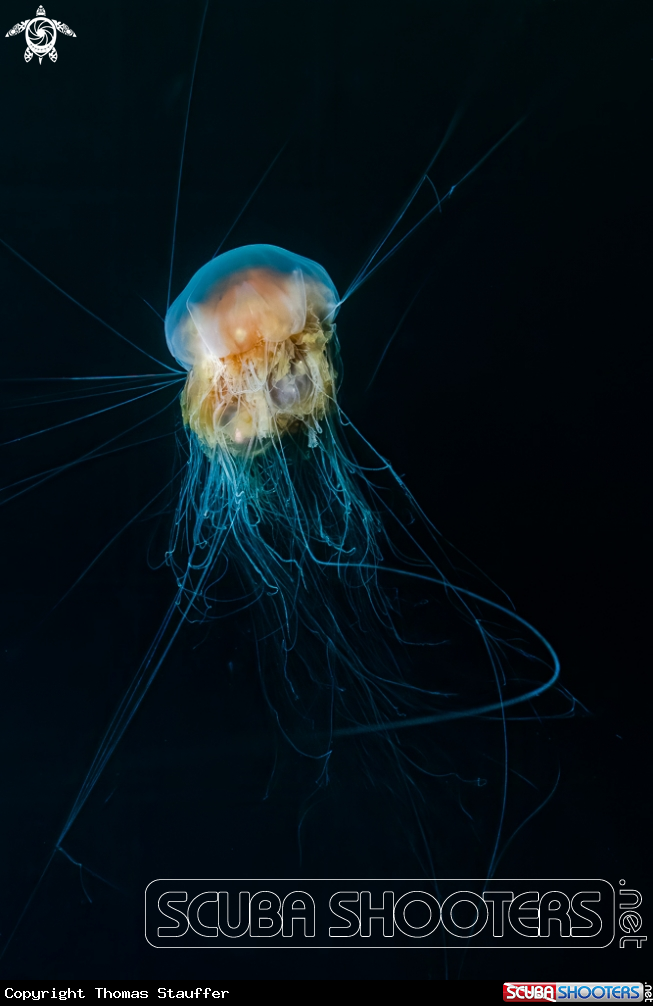 A Lion's mane jellyfish
