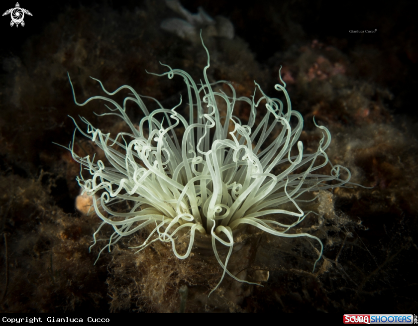 A Cerianthus