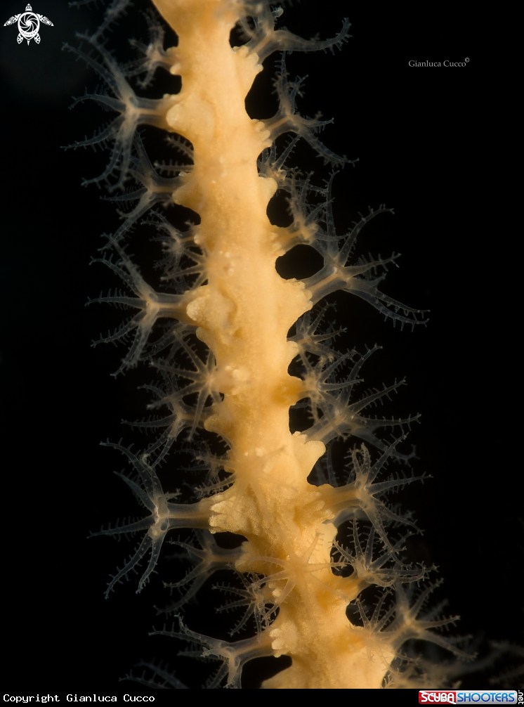 A Yellow Gorgonia,Gorgonia gialla