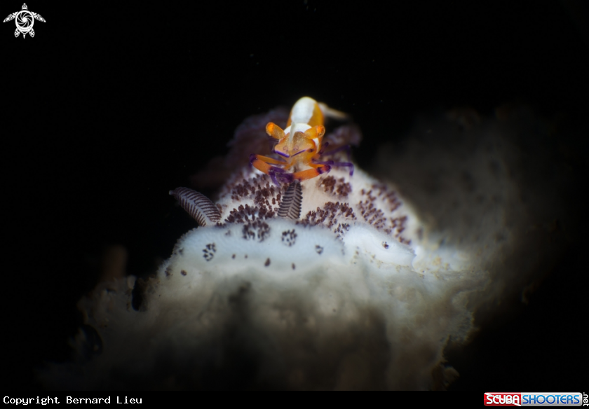 A Emperor Shrimp + Nudi
