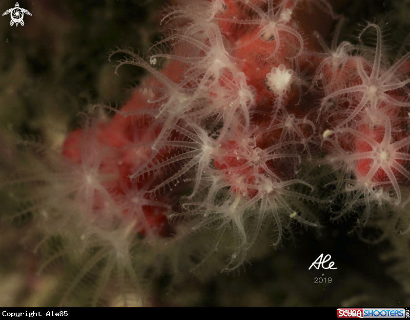 A Corallo rosso