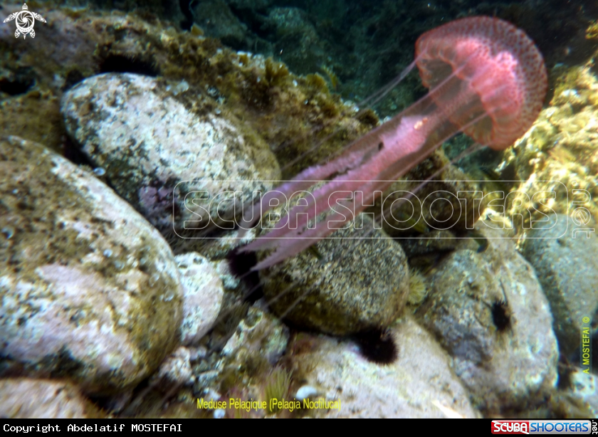 A underwater creature