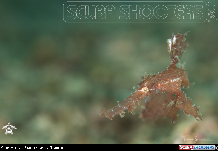 A Ghostpipefish 