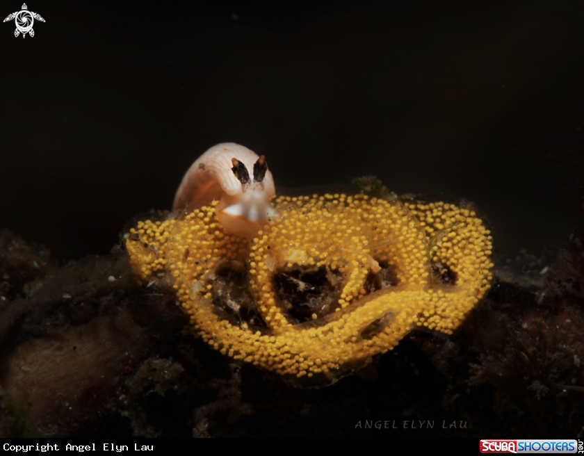A Tiny nudi with eggs