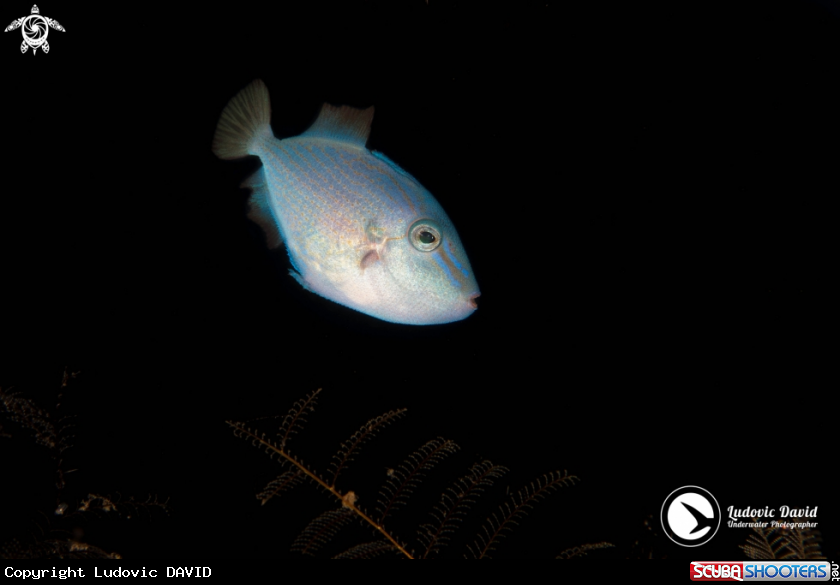 A Red-toothed Triggerfish