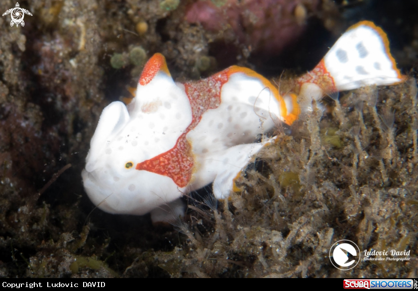 A Warty Frogfish