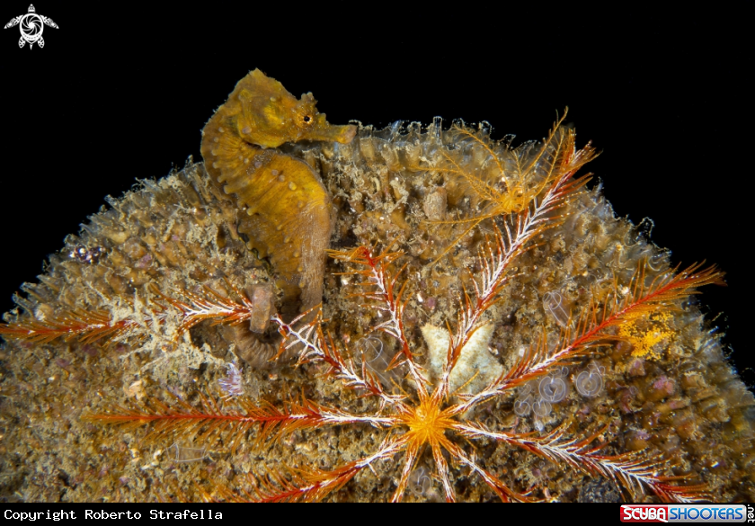 A Seahorse