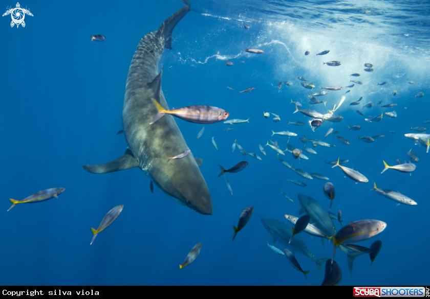 A Great White Shark