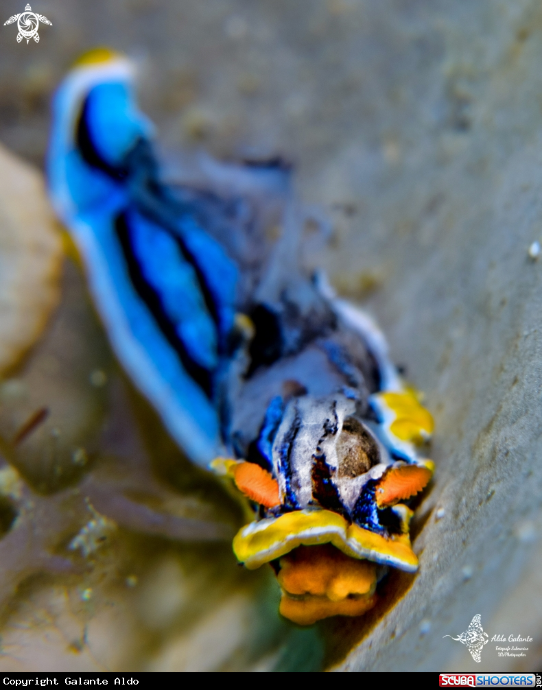 A Chromodoris Nudibranch