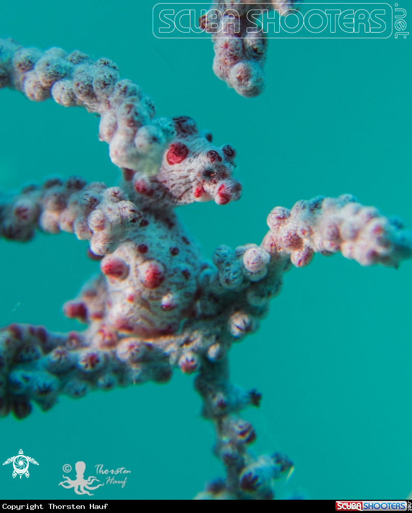 A Gorgonian Seahorse