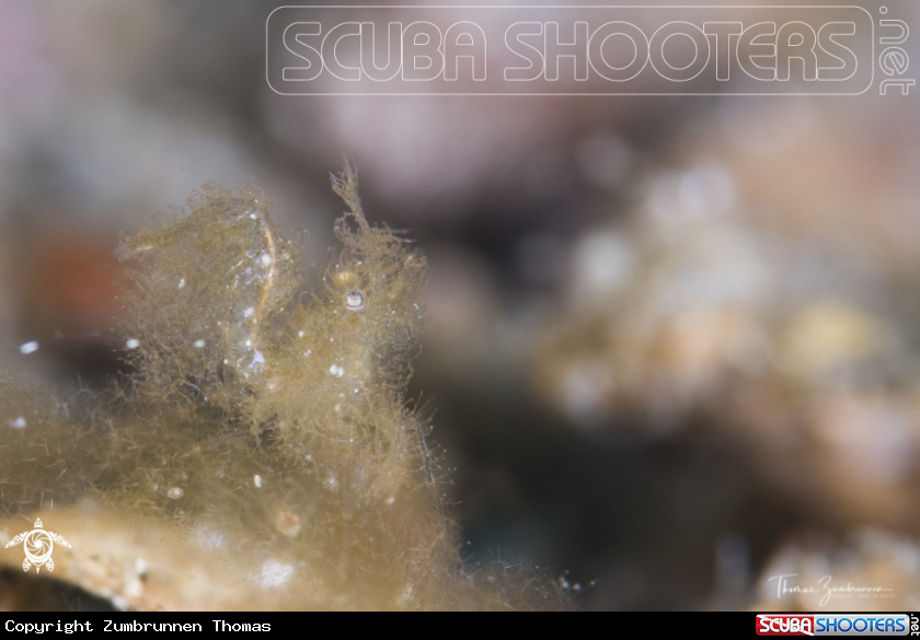 A Hairy Shrimp