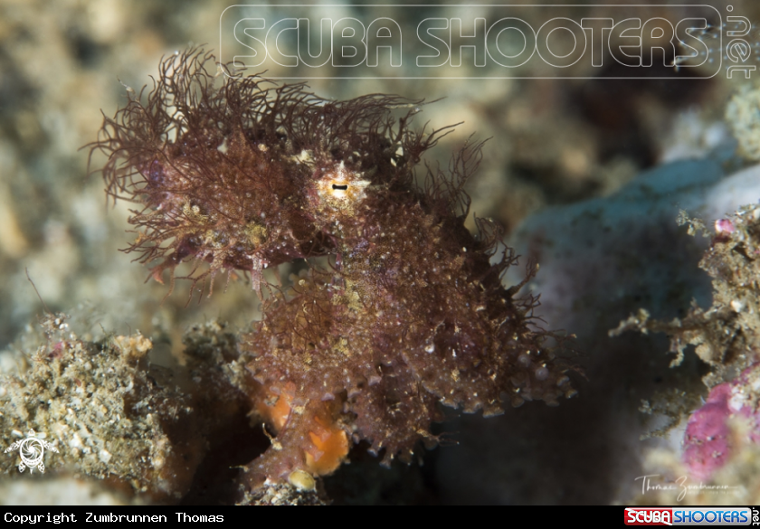 A Hairy Octopus 