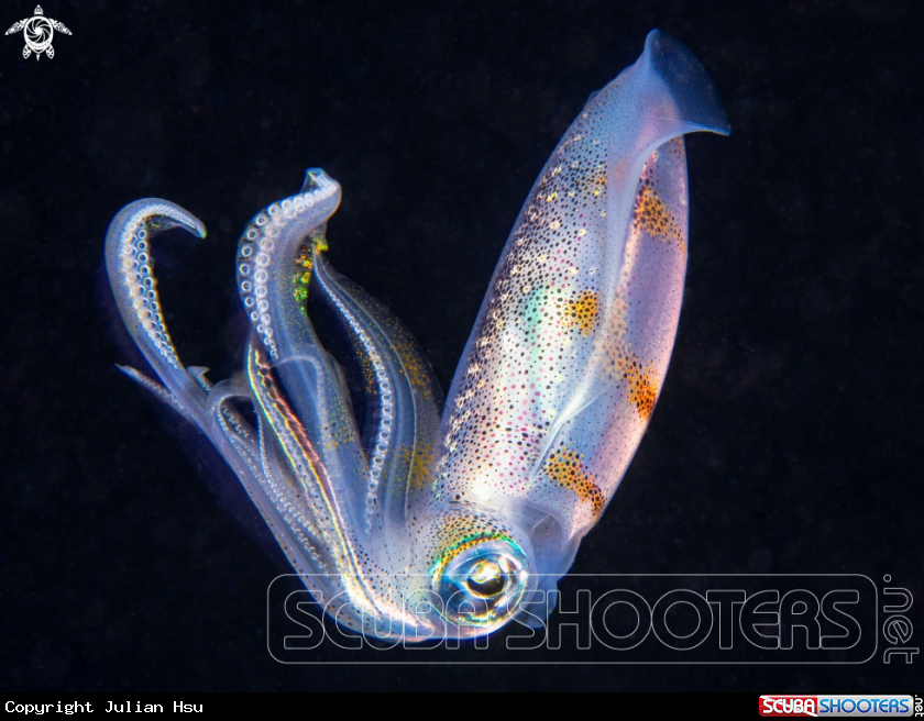 A Bigfin reef squid