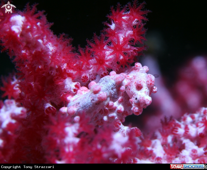 A Pygmy seahorse