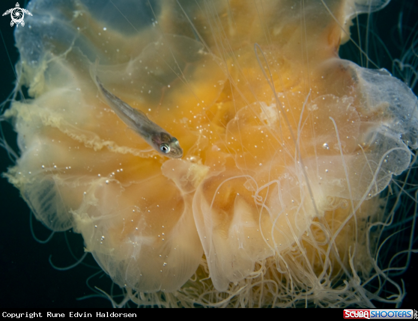A Whitting
