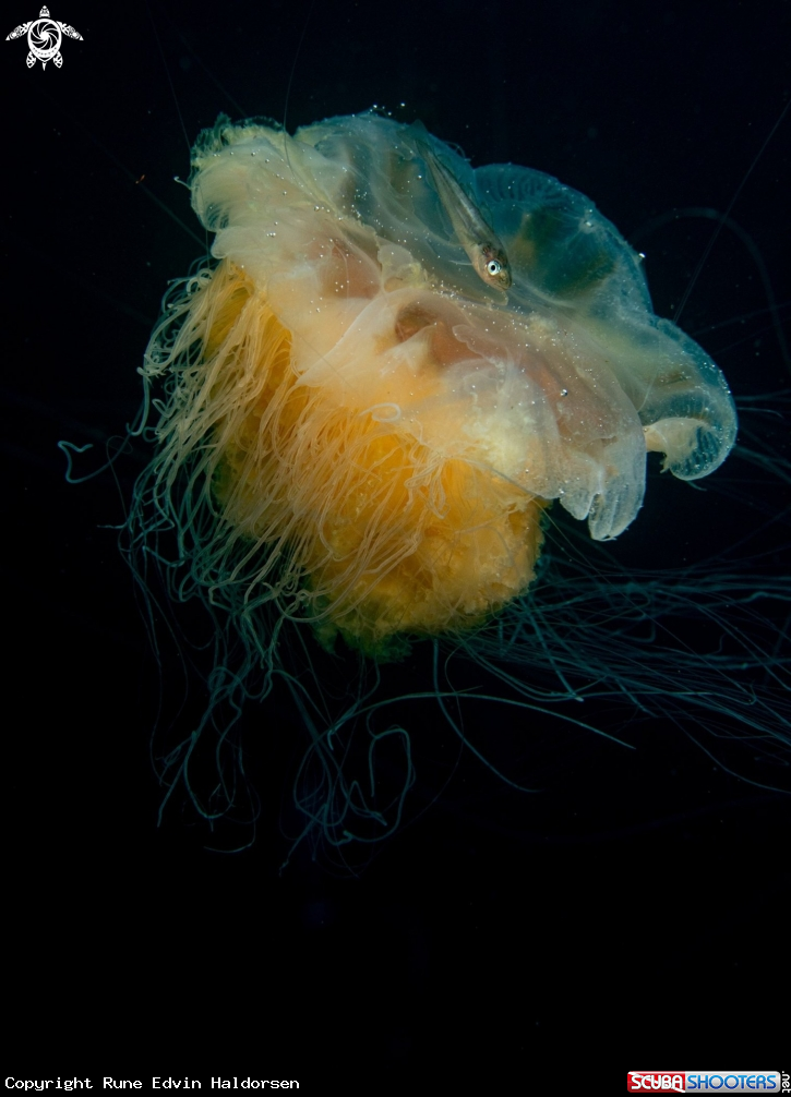 A Whitting