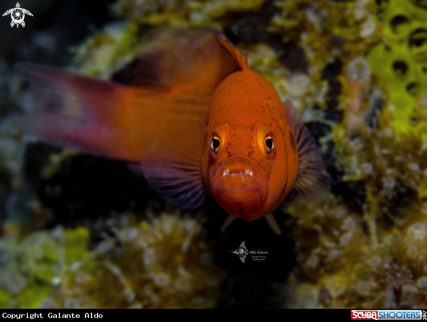 A Fish