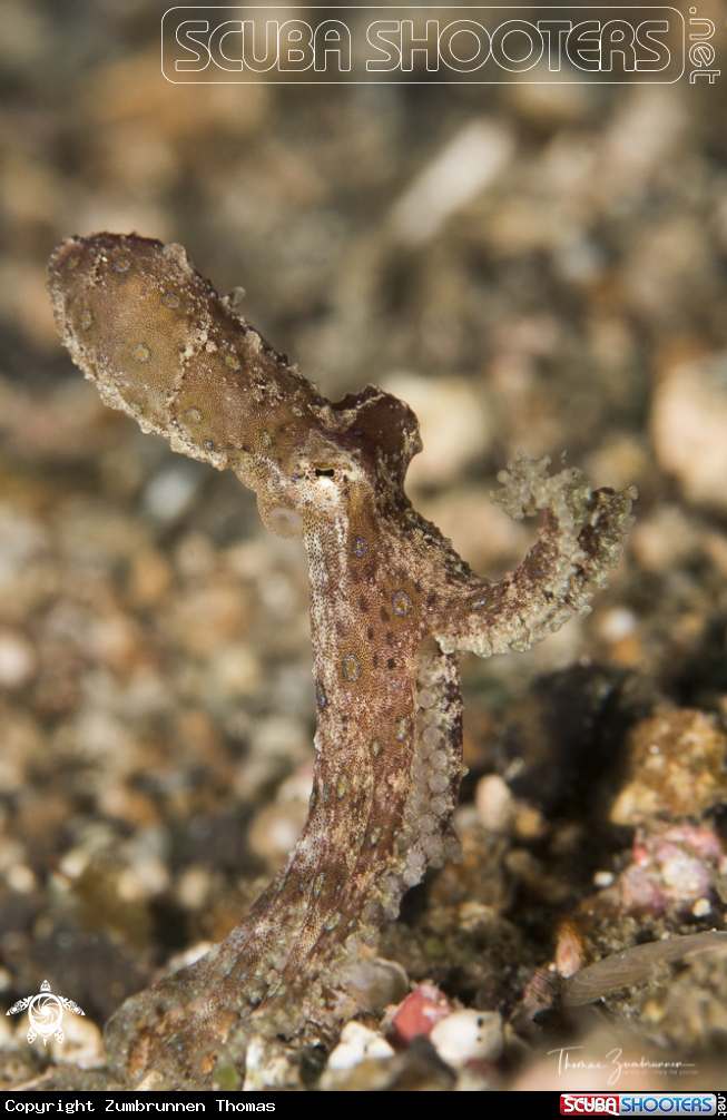 A Bluering Octopus 