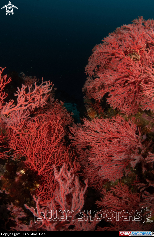 A Sea Fan
