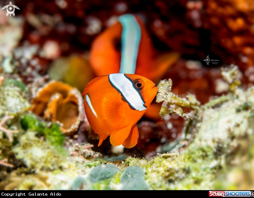 A Clownfish