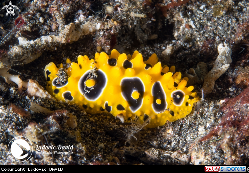 A Ocellated Phyllidia Nudibranch