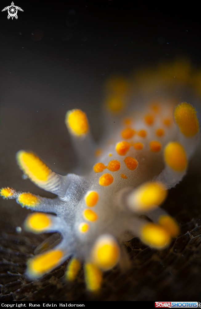 A Limacia clavigera