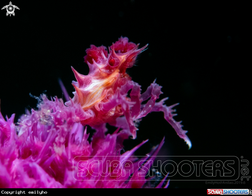 A Candy Crab-