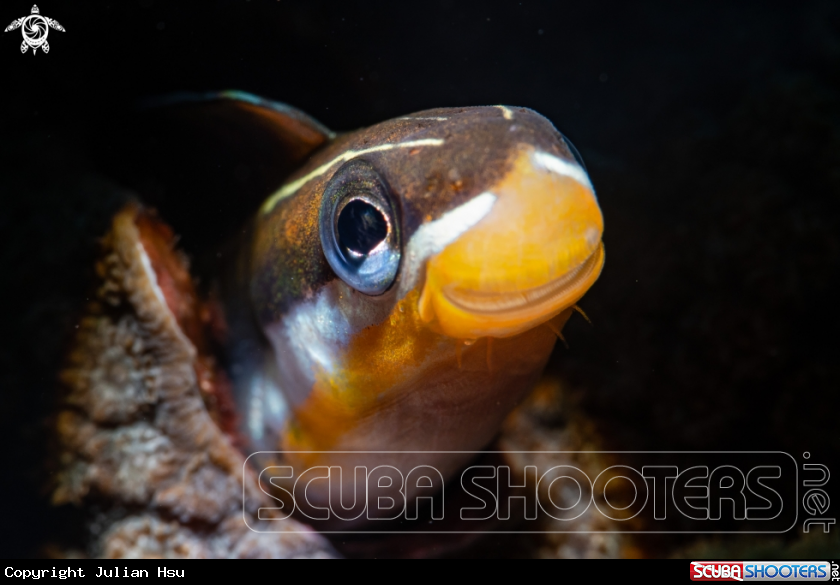 A Fangblenny
