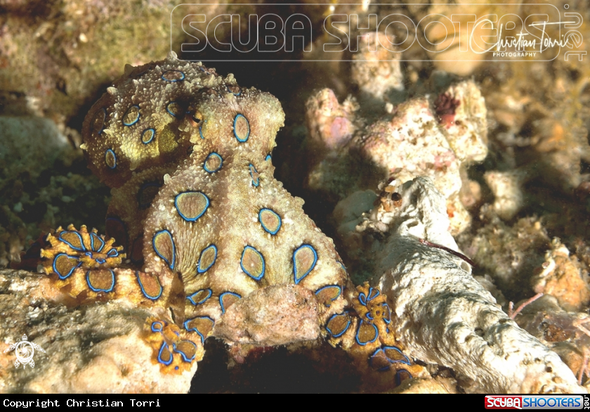 A Blue ringed octopus