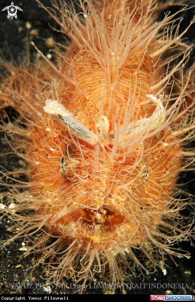 A Hairy frogfish