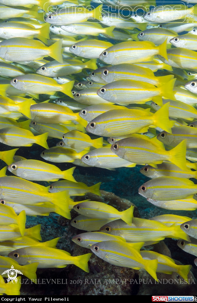 A Yellow tail snappers
