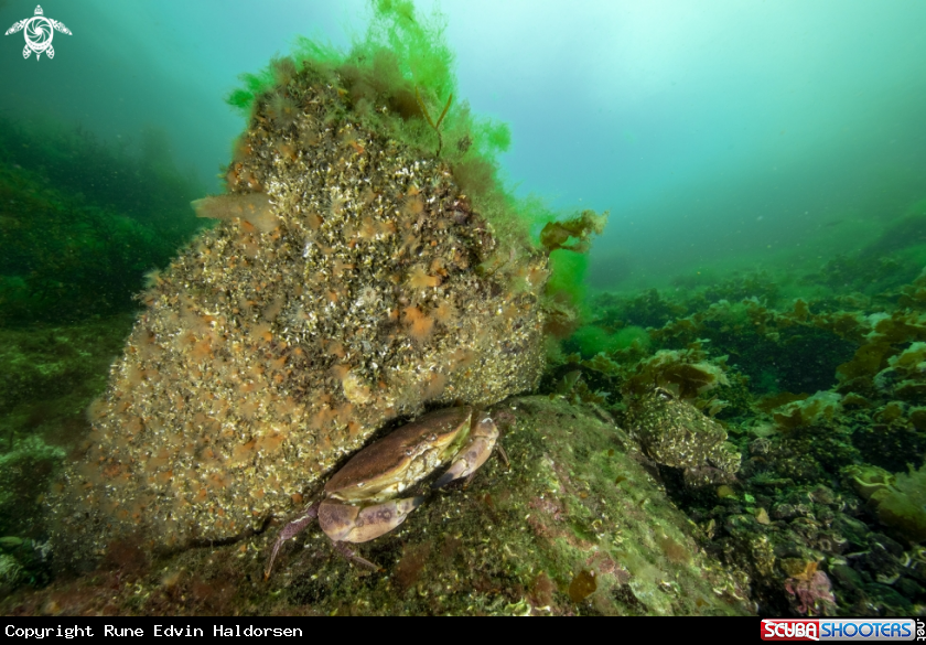 A Edible crab