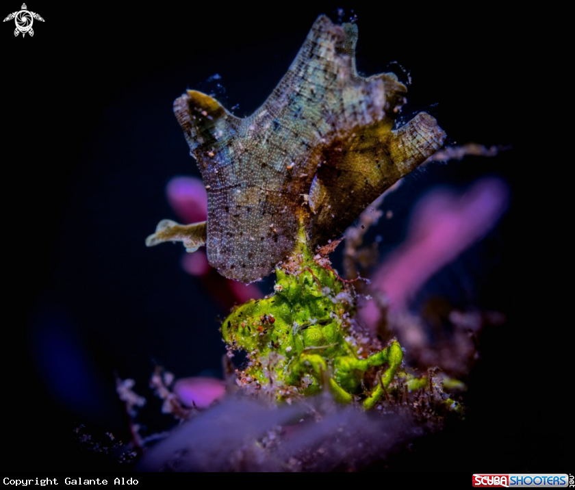 A Halimeda Decorator Crab 