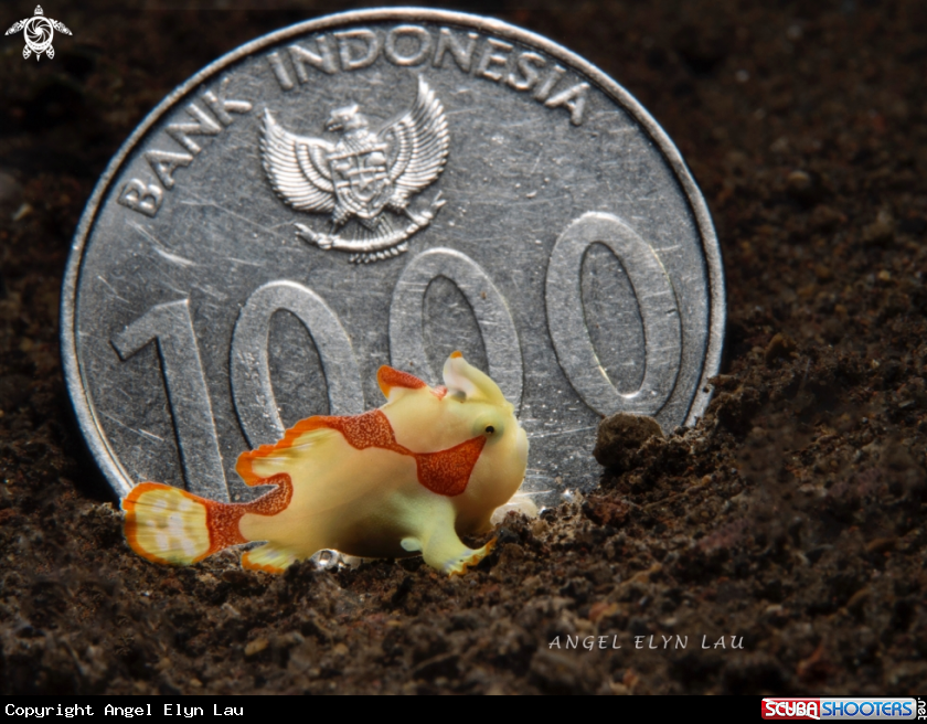 A Baby warty  frogfish