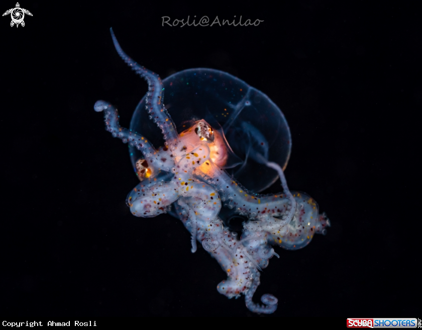 A Larval Wonderpus Octopus
