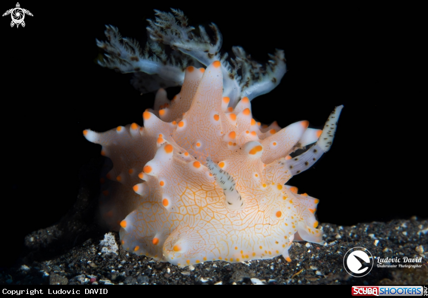 A Batangas Halgerda Nudibranch