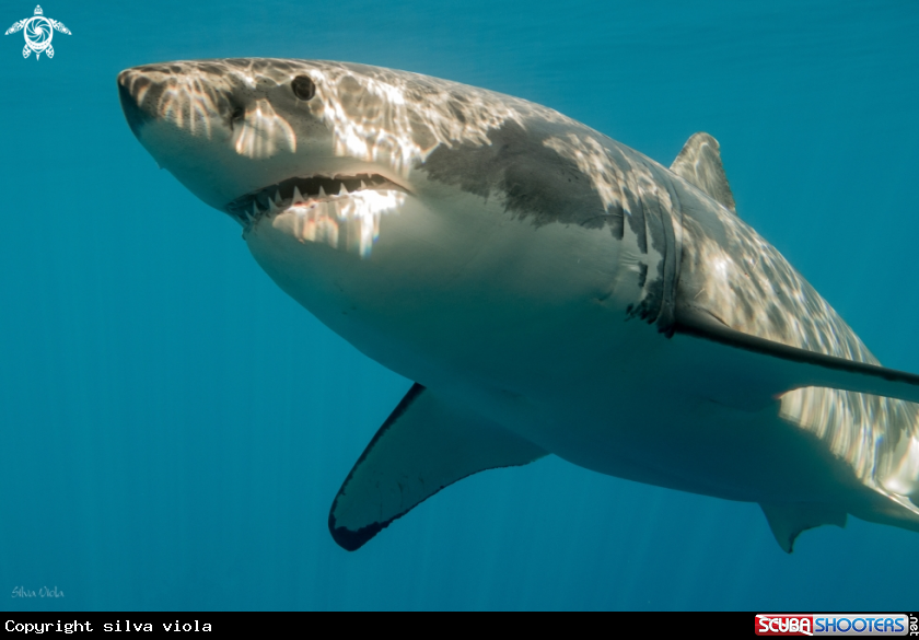 A Great White Shark