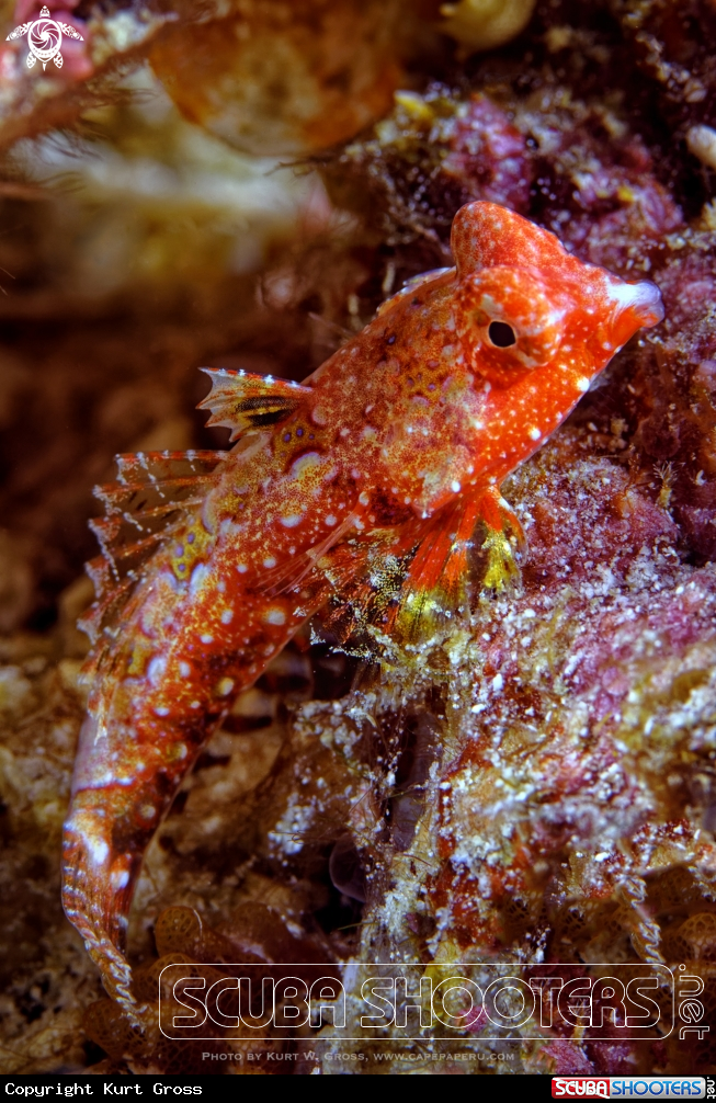 A Morrison's Dragonet