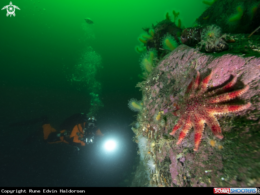 A Diver