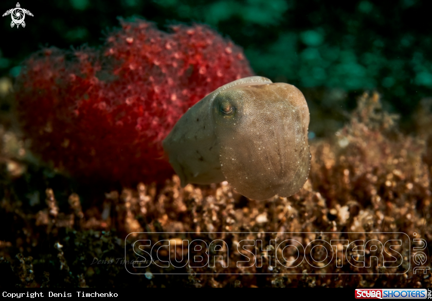 A CATTLEFISH
