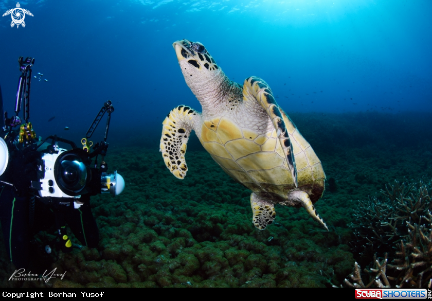 A Hawksbill Turtle