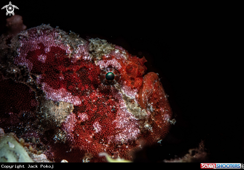 A Painted frogfish