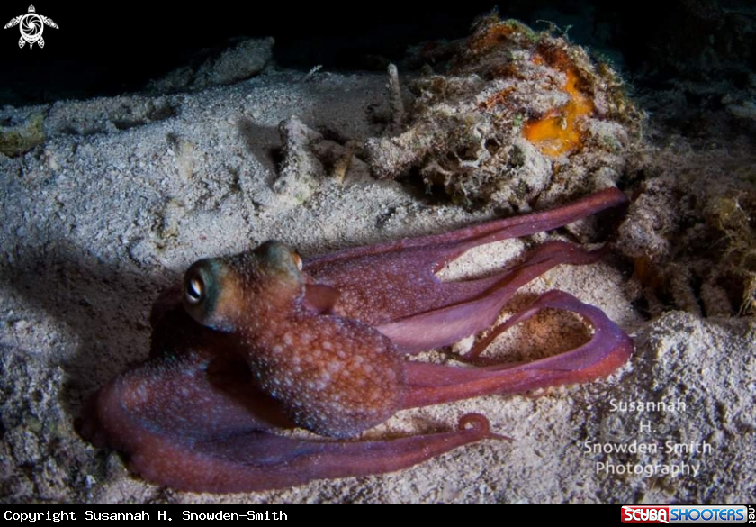 A Caribbean reef octopus