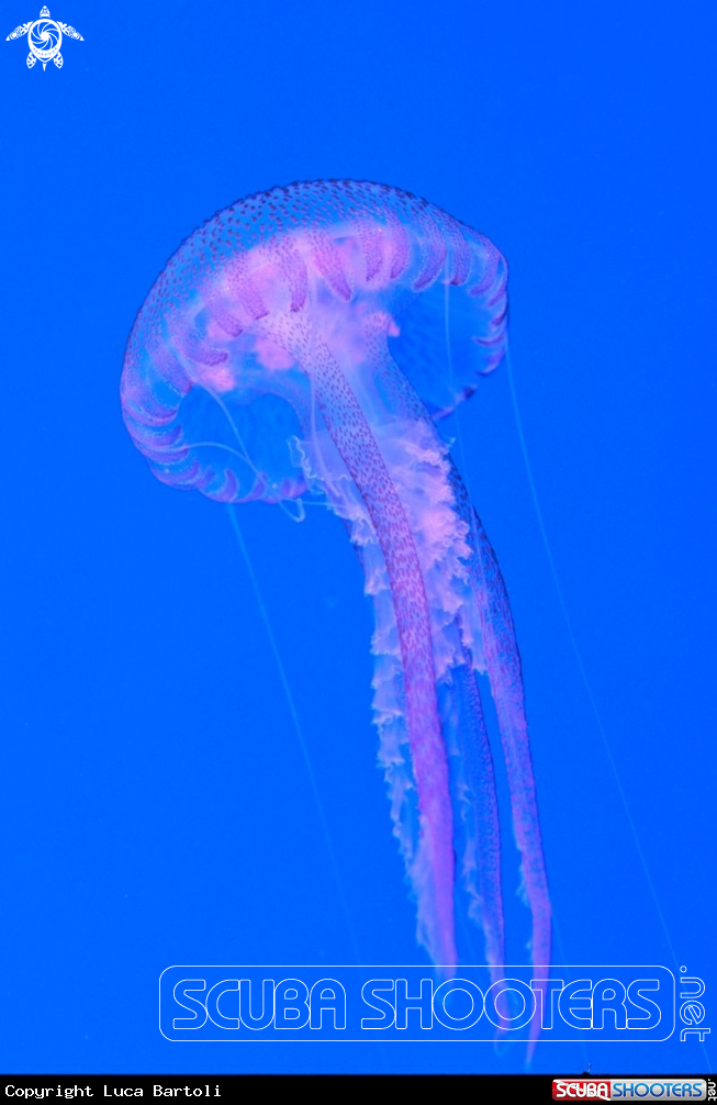 A Jellyfish